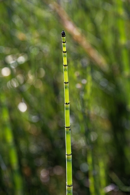 Jardin Botanique de la Bastide-052